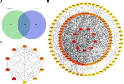 Connective tissue disease-related interstitial lung disease is alleviated by tripterine through inhibition of the PI3K/Akt, apoptosis, and TNF-α signalling pathways